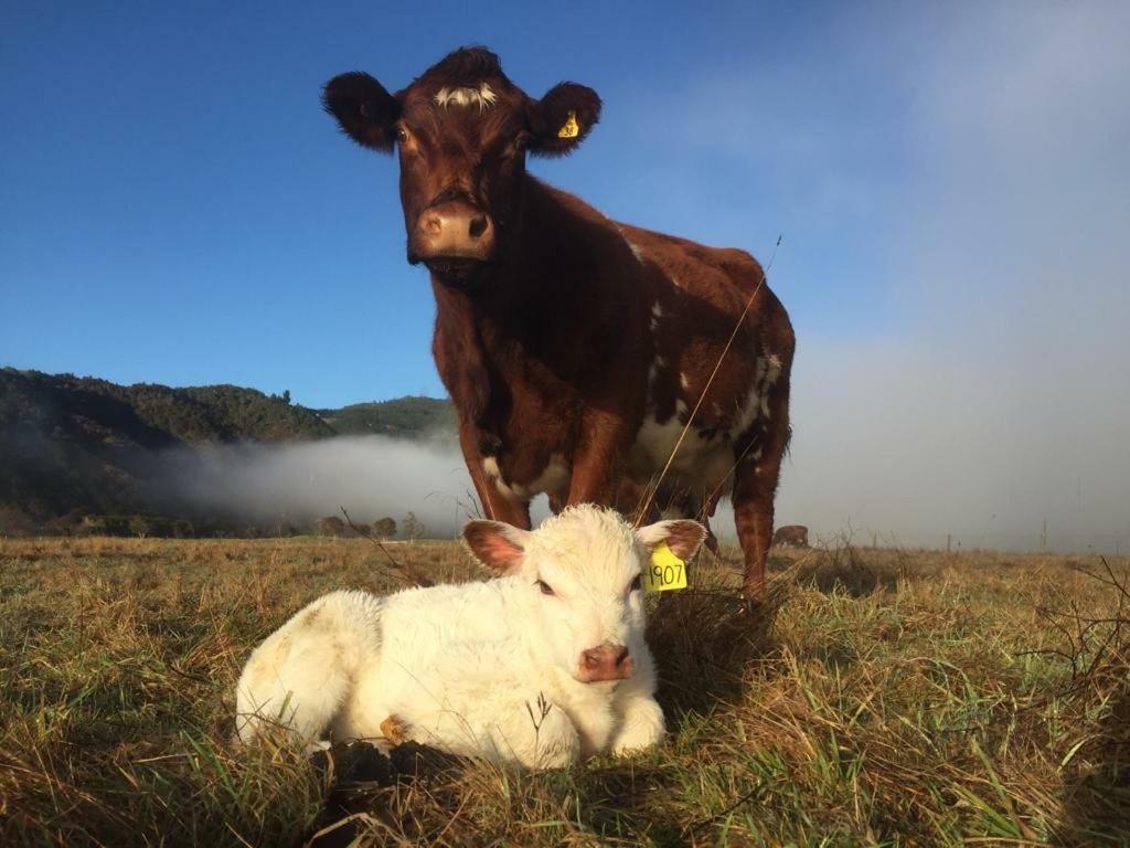 Mohaka River Farm Te Haroto Esterno foto